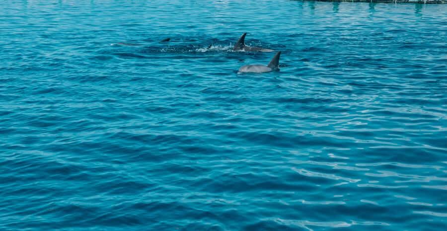 Trou D'Eau Douce: 5 island tour Mauritius with lunch/drinks - Ile aux Cerfs: the beach-and-lunch combo that makes this tour feel worth it