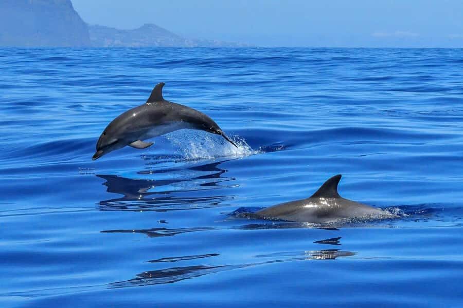 West: Swim wz dolphins, Crystal Rock, Lunch Benitiers island - Beach Meeting Point: Easy Start, Just Don’t Be Late