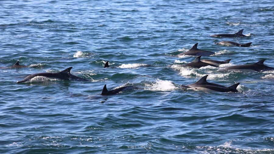 West: Swim wz dolphins, Crystal Rock, Lunch Benitiers island - Ile aux Bénitiers: Where the Day Becomes Beach Time