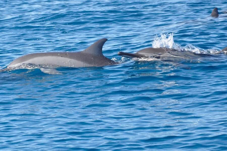West: Swim wz dolphins, Crystal Rock, Lunch Benitiers island - BBQ Lunch on the Beach: Simple, Local, and Included