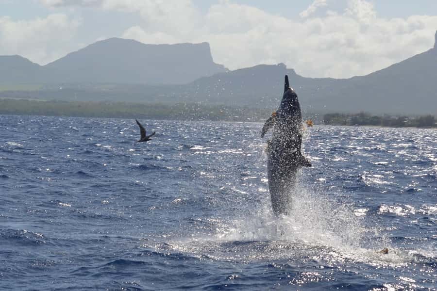 West: Swim wz dolphins, Crystal Rock, Lunch Benitiers island - Snorkeling Time: Fun Add-On After the Dolphins