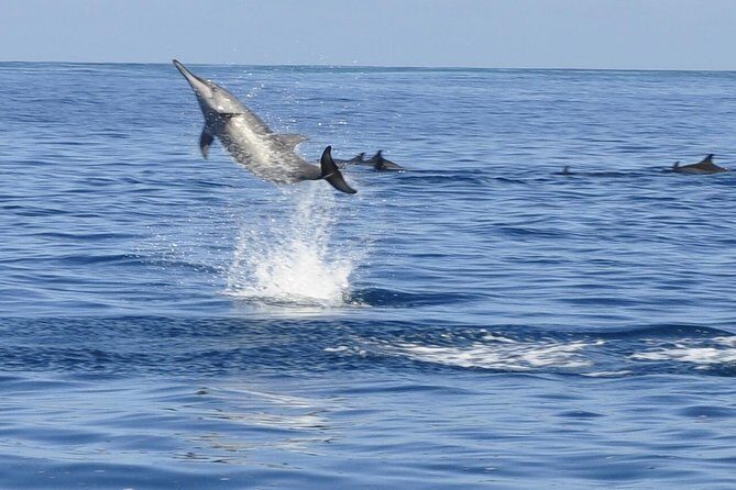 Whale and Dolphin Watching Private Boat Tour from Mauritius - Key moments that make this tour work