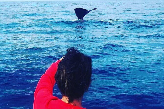 Whale Dream ltd - Whales watching and swim with dolphins - Meet up in Rivière Noire and what’s included onboard