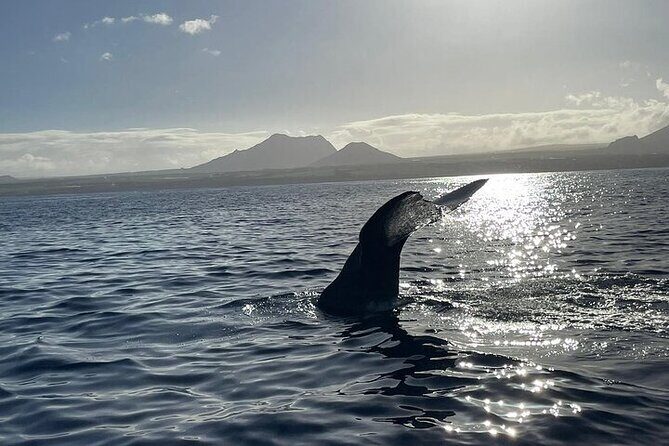 Whale Dream ltd - Whales watching and swim with dolphins - Whale watching in Mauritius: observe, don’t swim