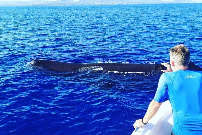 Whale Dream ltd - Whales watching and swim with dolphins - Dolphin swimming and snorkeling: the fun part after the whale search