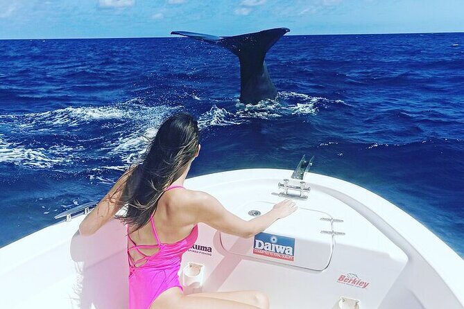Whale Dream ltd - Whales watching and swim with dolphins - The crew tone: professional, kind, and focused on ethics