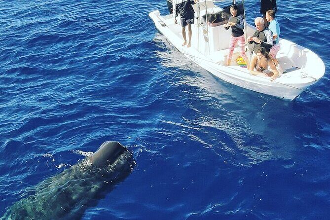 Whale Dream ltd - Whales watching and swim with dolphins - Private tour pricing: why $741.51 per group can still be good value