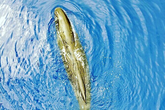 Whale Dream ltd - Whales watching and swim with dolphins - How the hydrophone hunt improves your odds at sea