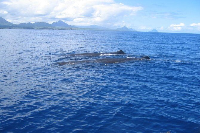 Whale watching - Key points
