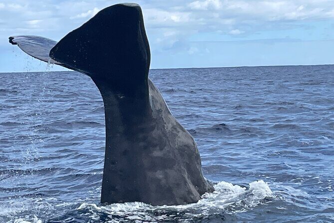 Whale Watching and Private Ocean Safari Experience in Mauritius - Key Highlights You’ll Care About
