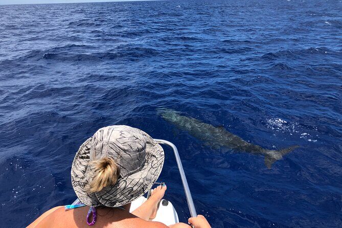 Whale Watching and Private Ocean Safari Experience in Mauritius - Dolphins + Onshore Snorkeling Near UNESCO Le Morne