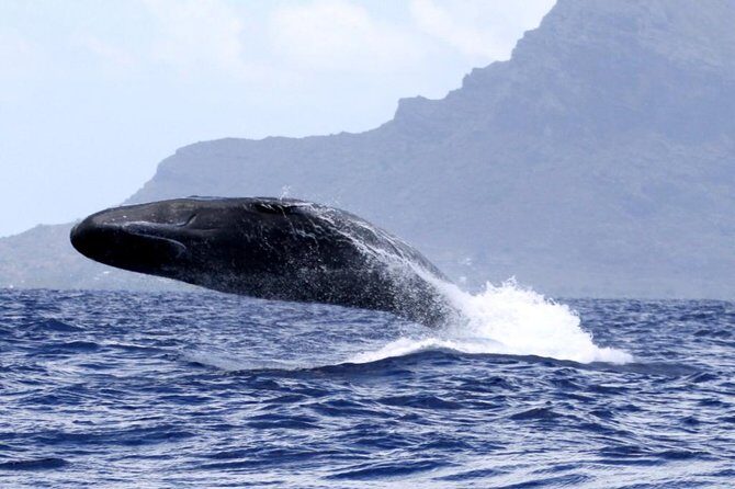 Whale watching - Your 10:00 a.m. plan: meeting point, search time, and what you actually do