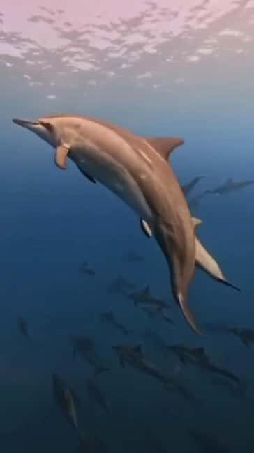 Wild Dolphin Encounter & Snorkeling Adventure – Mauritius. - Key things that make this dolphin swim worth your time