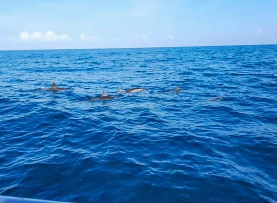 Wild Dolphin Encounter & Snorkeling Adventure – Mauritius. - Dolphins off Mauritius: why sunrise on a speedboat feels special
