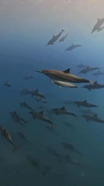Wild Dolphin Encounter & Snorkeling Adventure – Mauritius. - Shared speedboat experience: friendly crews, split groups, and time pressure