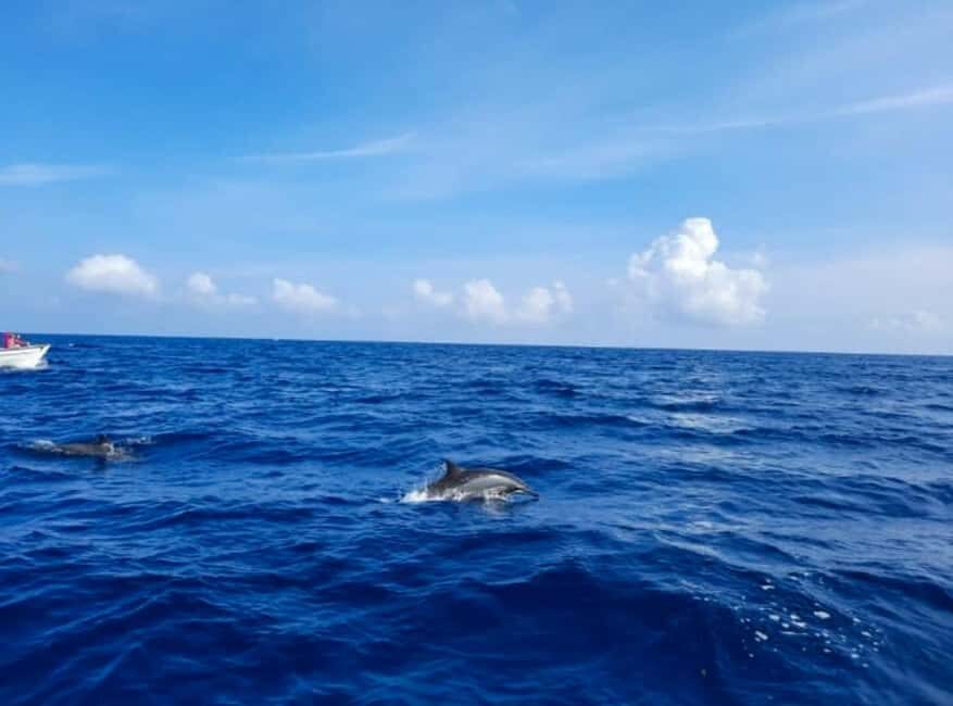 Wild Dolphin Encounter & Snorkeling Adventure – Mauritius. - Price and value: is $65 fair for what you get?