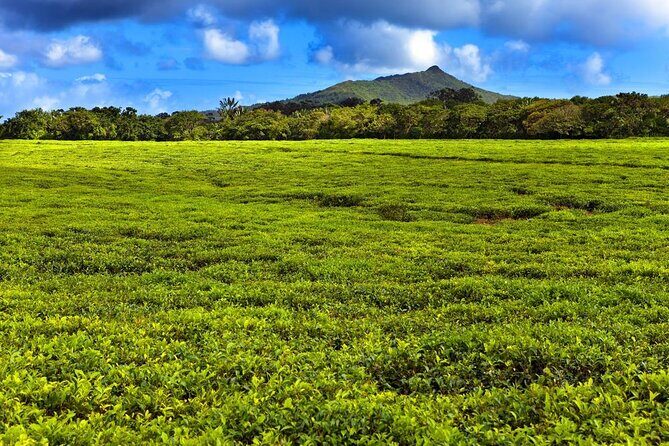 Wild South: Full-Day tour incl Rhumerie St Aubin, Bois cheri Tea factory & Lunch - Key takeaways before you go