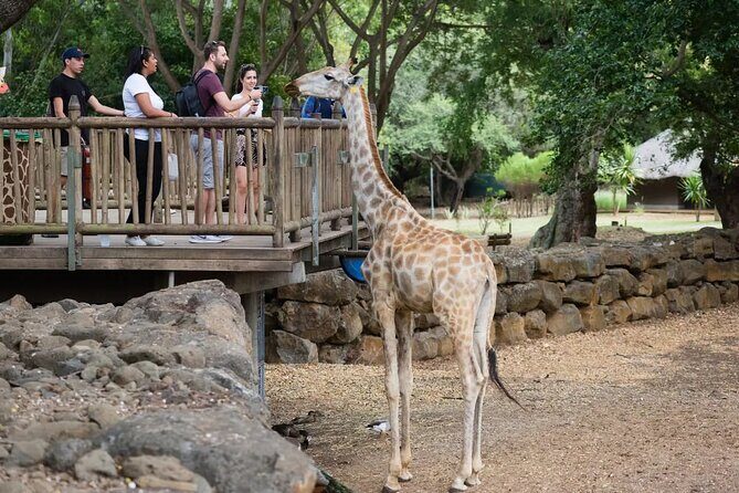 Wild South West Tour : SAFARI & TULAWAKA CASELA PARK & LE MORNE - How the Day Feels: Private Car, Long Scenic Drives, Real Structure