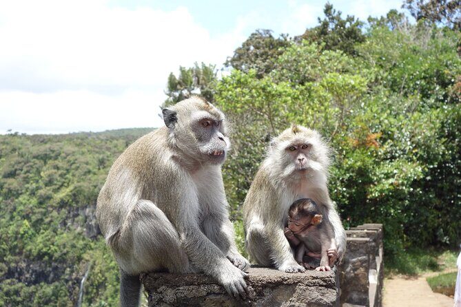 Wild South West Tour : SAFARI & TULAWAKA CASELA PARK & LE MORNE - Casela Nature Parks: Safari Jeep + Tulawaka Roller Coaster