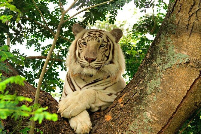 Wild South West Tour : SAFARI & TULAWAKA CASELA PARK & LE MORNE - Cascavelle Shopping Mall: Lunch Pizza and Local Encounters